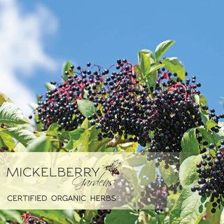 Elderberry Honey Tonic — immune support for kids and adults